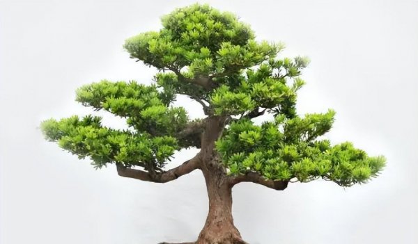 雀舌罗汉松盆景怎么养