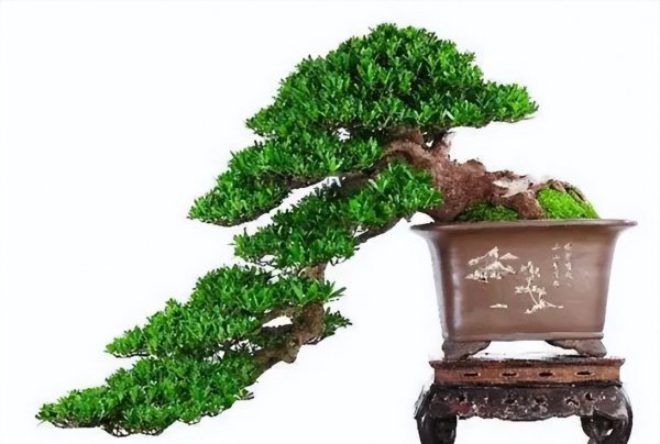 雀舌罗汉松盆景怎么养