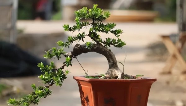 雀舌罗汉松盆景怎么养