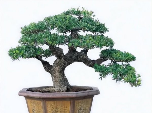雀舌罗汉松盆景怎么养
