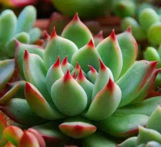 多肉植物用什么土好养 多肉颗粒土的最佳配方
