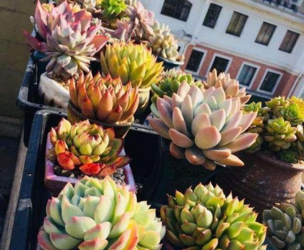 多肉植物用什么土好养