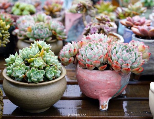 多肉植物用什么土好养