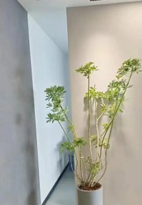 鹅掌盆栽怎么养殖 鹅掌柴养护的正确方法