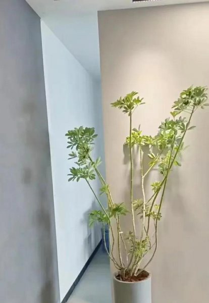 鹅掌盆栽怎么养殖