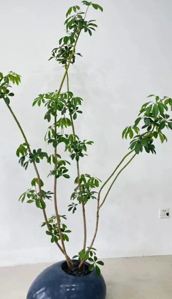 鹅掌盆栽怎么养殖
