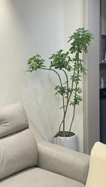 鹅掌盆栽怎么养殖