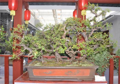 雀梅盆景好养吗 雀梅养护的正确方法