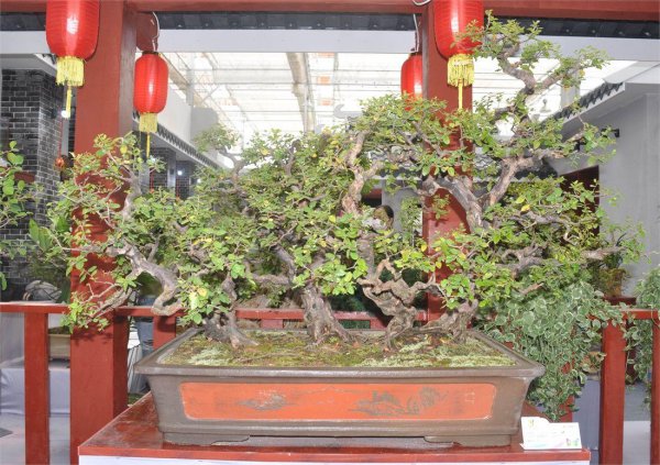 雀梅盆景好养吗
