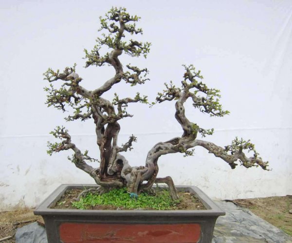 雀梅盆景好养吗