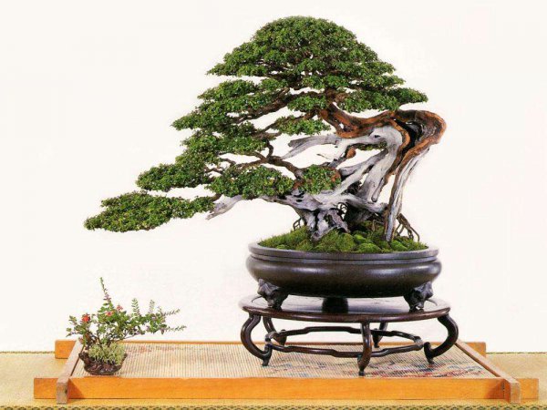 雀梅盆景好养吗