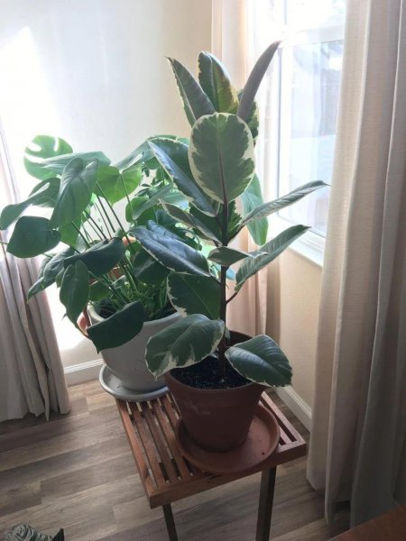 橡皮树盆景怎么养护