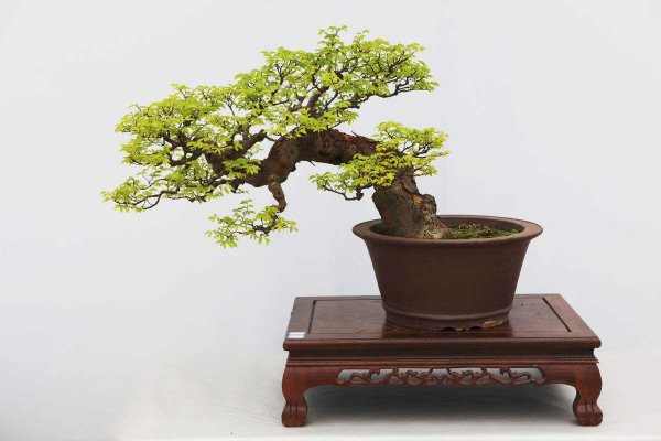 雀梅盆景怎么养护