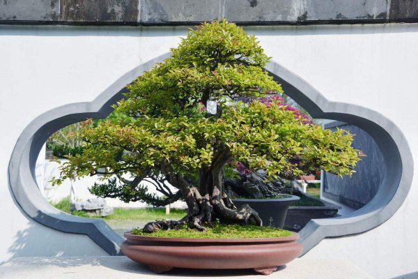 雀梅盆景怎么养护