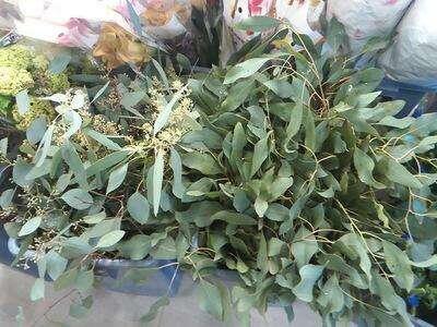 尤加利盆栽怎么养