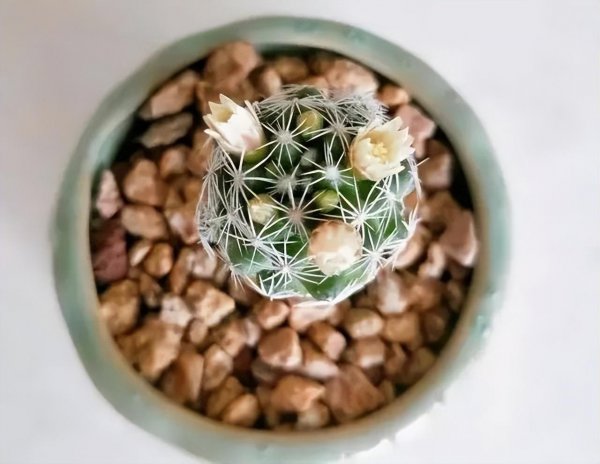 仙人掌科花卉有哪些