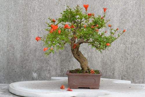 盆栽石榴花怎么养