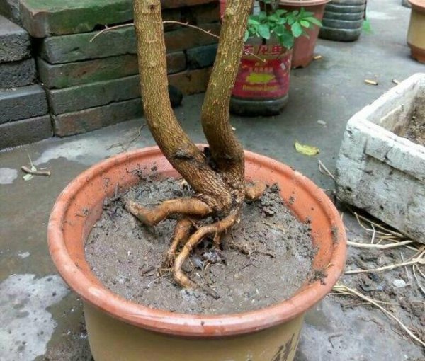 盆栽石榴花怎么养