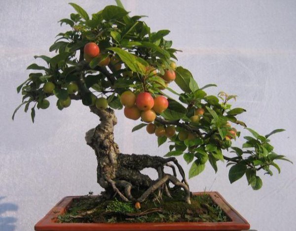 盆栽石榴花怎么养