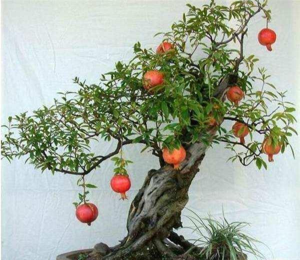 盆栽石榴花怎么养