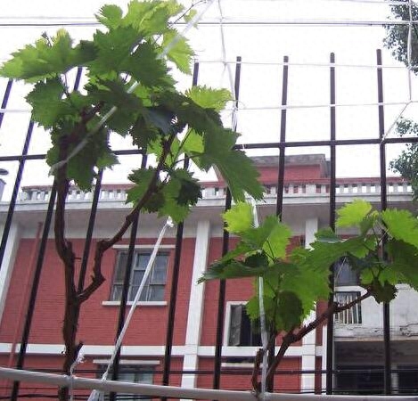 盆栽葡萄的种植方法和技术
