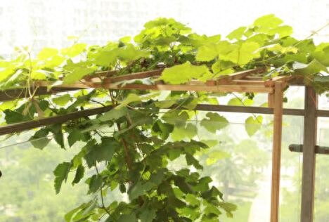 盆栽葡萄的种植方法和技术