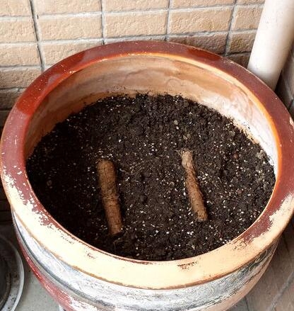 盆栽葡萄的种植方法和技术
