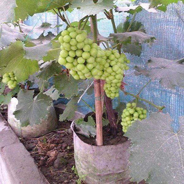 盆栽葡萄的种植方法和技术