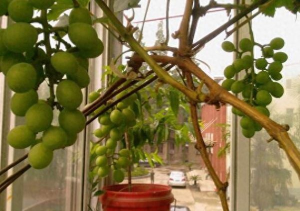 盆栽葡萄的种植方法和技术