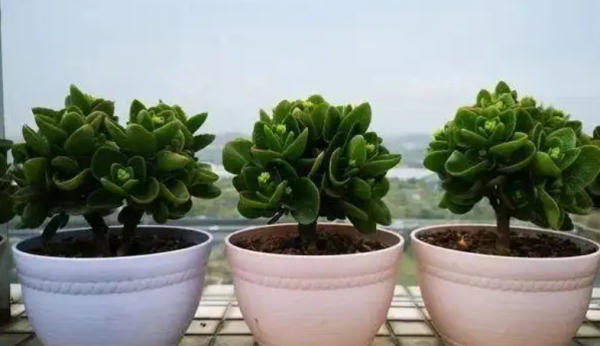 长寿花如何养成老桩