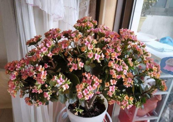 长寿花如何养成老桩