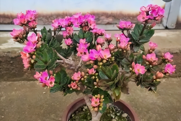 长寿花如何养成老桩