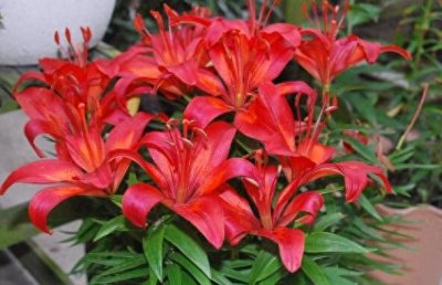 盆栽百合一年开几次花 种植百合花正确方法