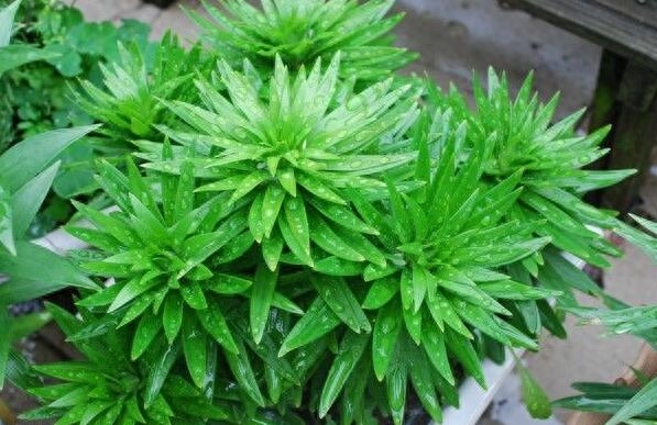盆栽百合一年开几次花