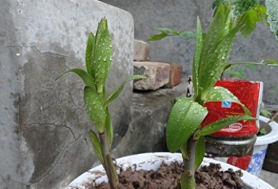 盆栽百合一年开几次花