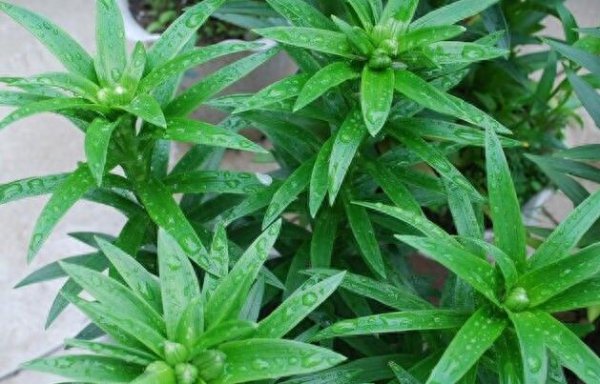 盆栽百合一年开几次花