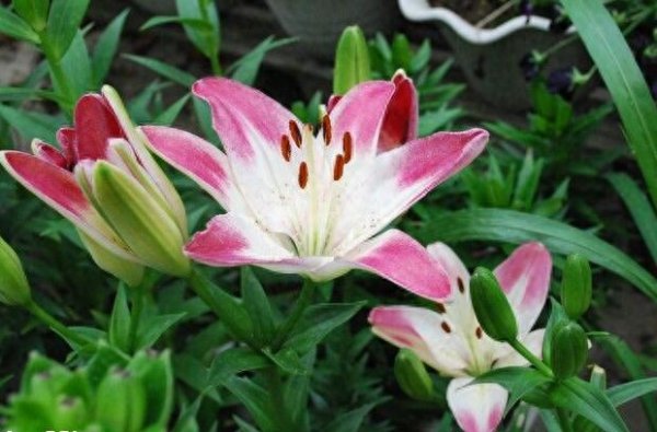 盆栽百合一年开几次花