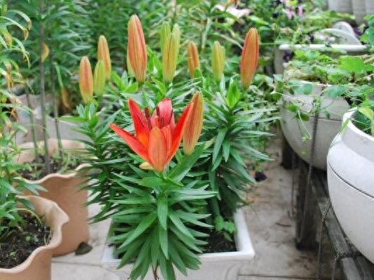盆栽百合一年开几次花