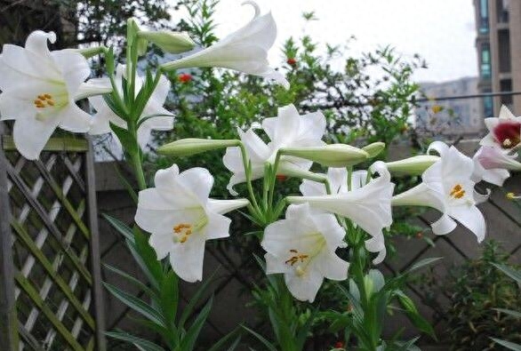 盆栽百合一年开几次花