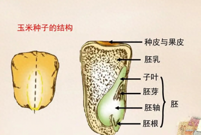 玉米种子结构示意图及作用 教你鉴别好的玉米种子