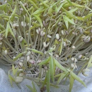 种绿豆的方法步骤水培 水培绿豆盆栽的养法
