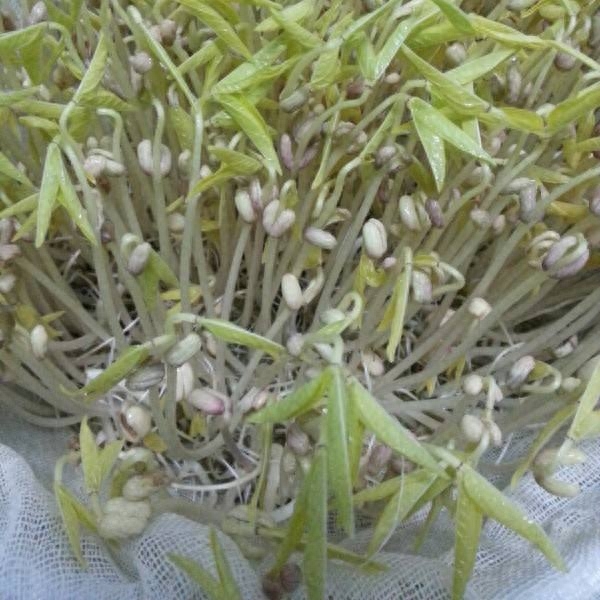 种绿豆的方法步骤水培