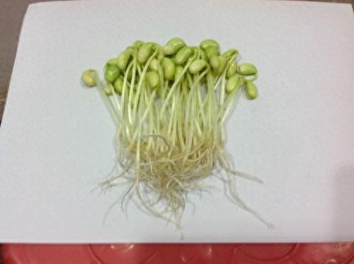 种绿豆的方法步骤水培