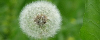 蒲公英长什么样子图片 蒲公英的正确种植方法