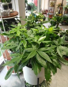 室内盆栽植物哪些好养 室内植物盆景六大排名