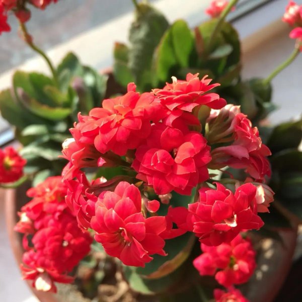 室内盆栽植物哪些好养