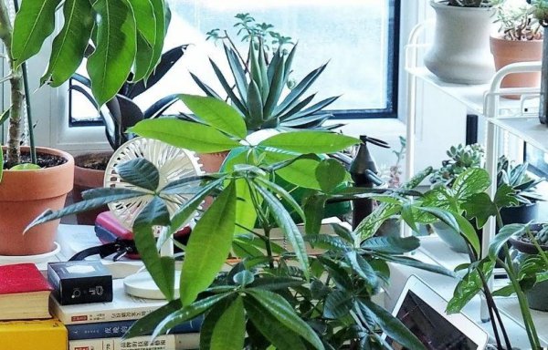 室内盆栽植物哪些好养