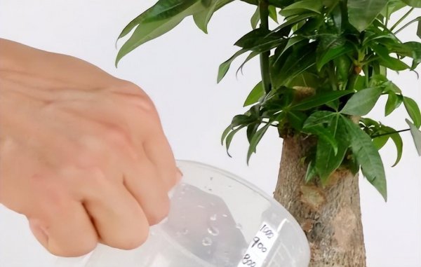 室内盆栽植物哪些好养