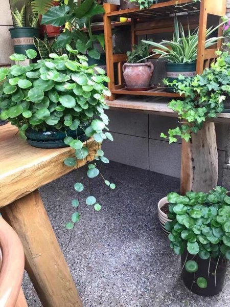 室内盆栽植物哪些好养
