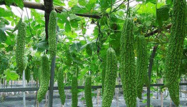 苦瓜什么时候种最合适